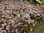 Rozchodnik kaukaski 'Tricolor' (Sedum spurium 'Tricolor')